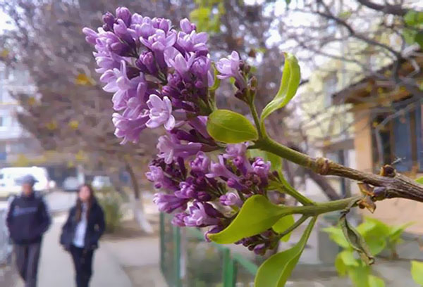 Fleur de lilas