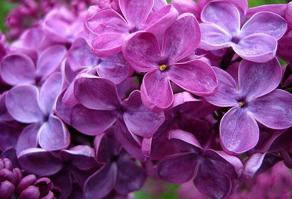 Fleurs lilas