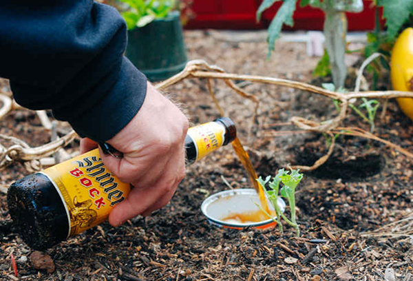 Appât à bière Slug