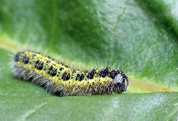 Chenille de chou blanc