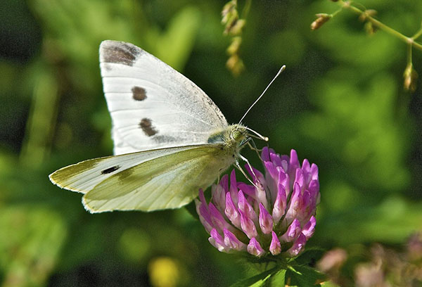 Navet blanc