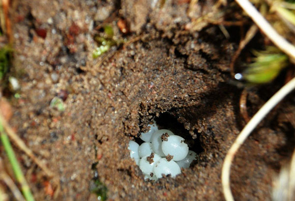 Maçonnerie de limaces