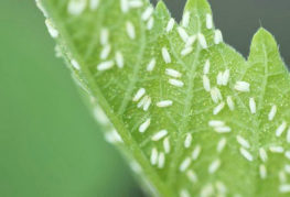 Mouches blanches sur une feuille