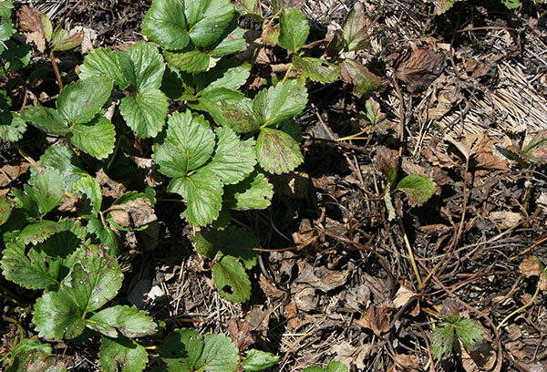 Fraises endommagées par un nématode