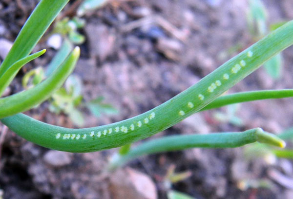 Infestation d'oignon par nématode