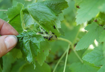 Pucerons et fourmis sur groseilles