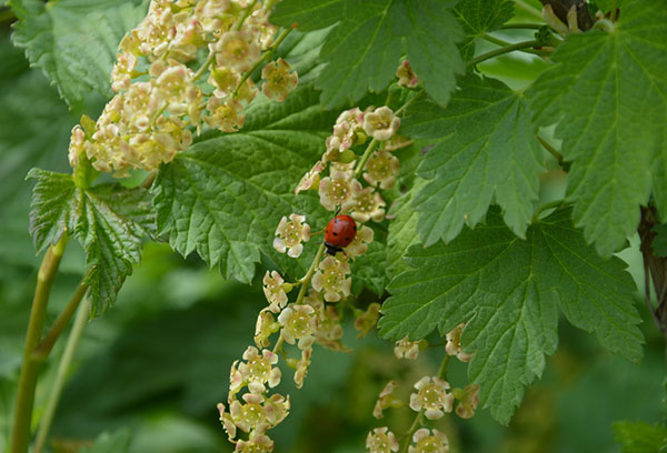 Coccinelle sur groseille en fleurs