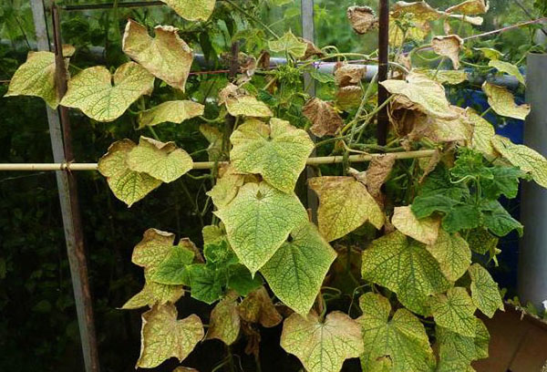 Les feuilles de concombre sont devenues jaunes