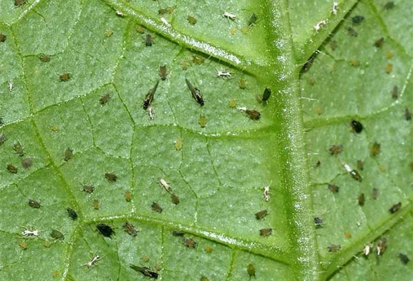 Pucerons sur les concombres