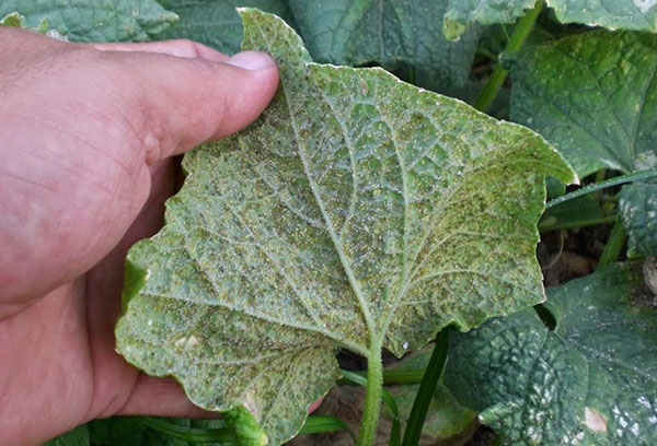 Whitefly på en gurka