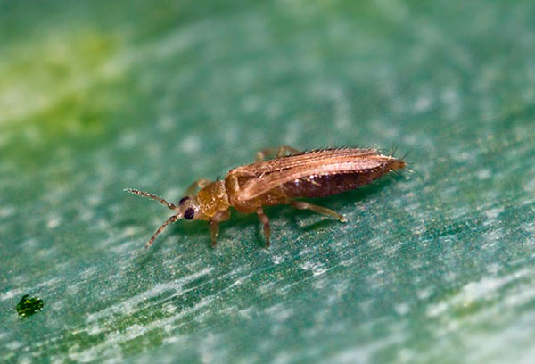 Thrips du tabac