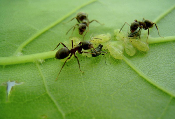 Fourmis et pucerons verts