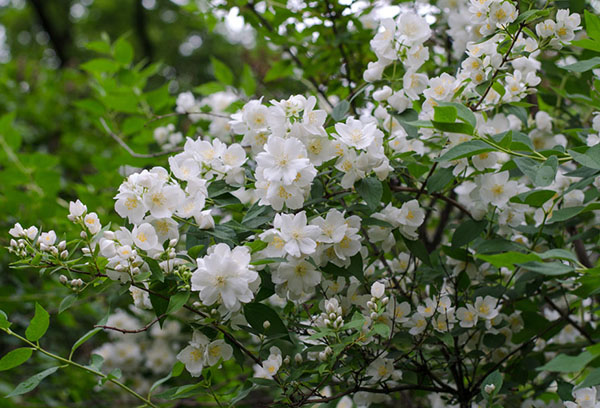 Blooming mock-orange