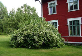 Buisson de jasmin près de la maison