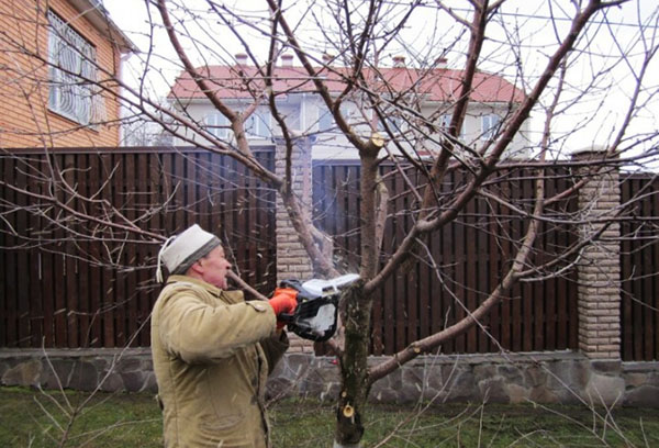 Taille des arbres anti-âge