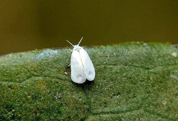 Whitefly