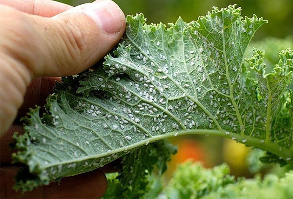 Whitefly nederlag