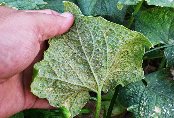 Whitefly infekterad gurka