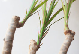 Dracaena utveckling efter beskärning