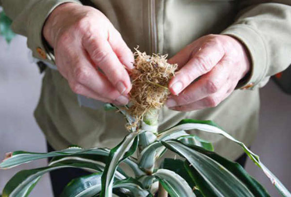 Dracaena vård efter beskärning