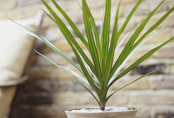 Rotad dracaena-spets