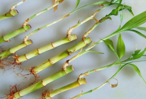 Boutures de tige de Dracaena