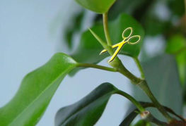 Schéma de formation de la couronne de Ficus