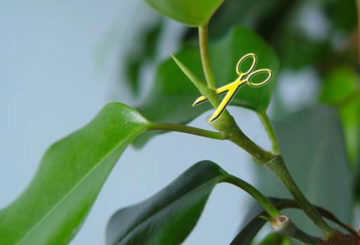 Schéma de formation de la couronne de Ficus