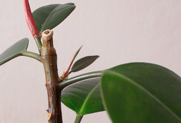 Pousse de caoutchouc Ficus après la taille