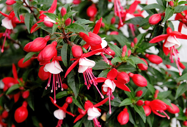 Fuchsia blommar