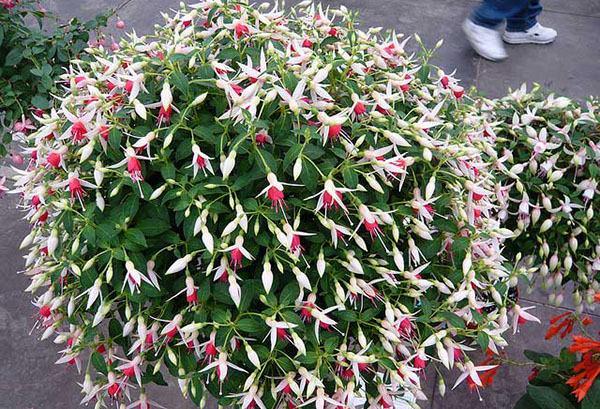 Fuchsia avec une couronne sphérique