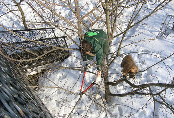 Taille hivernale des poires