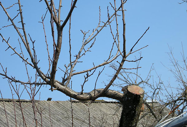 Correction de la couronne d'une vieille poire