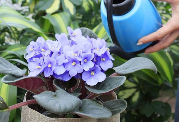 Arroser une violette en fleurs