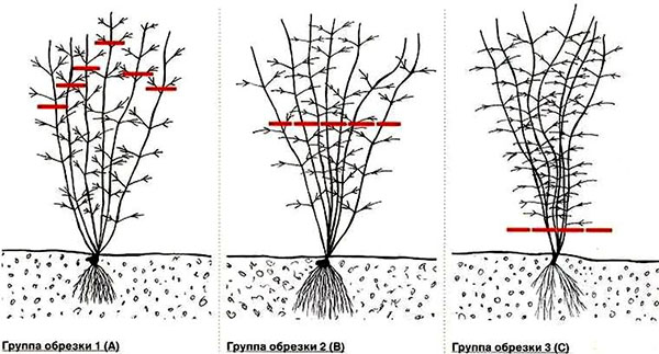 Các loại cắt tỉa cây thông