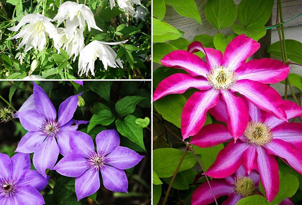 Types de clématites