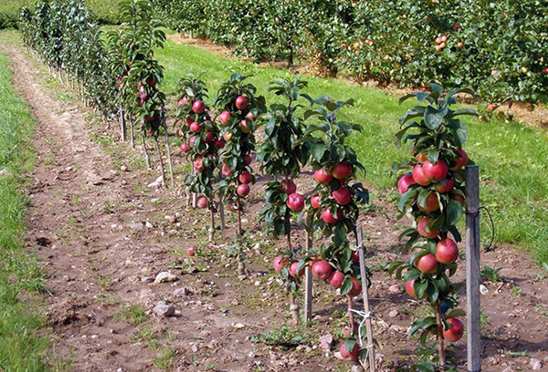 Fruits sur pommiers en colonne