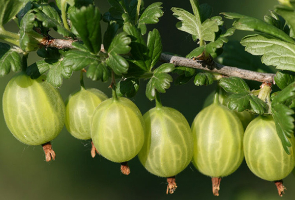 Krusbär på en gren