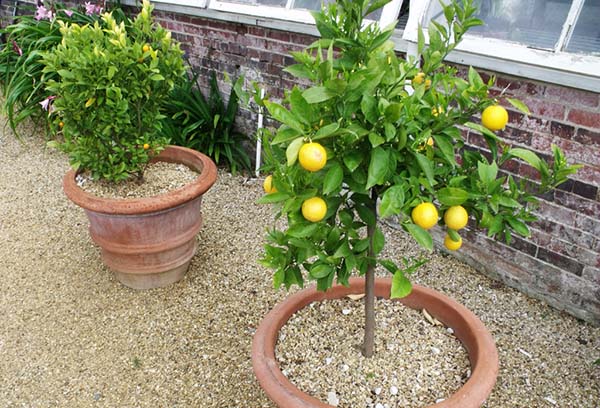 Citrons dans de grands pots