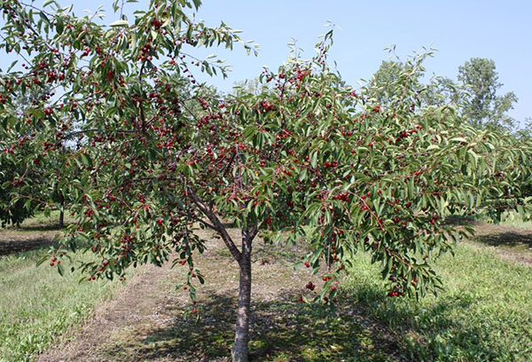 Cerises dans le jardin