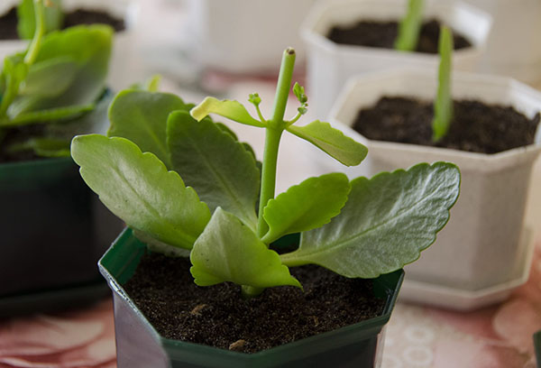 Kalanchoe après avoir coupé le haut