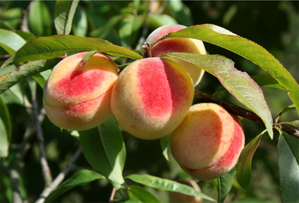 Fruit de pêche sur une branche