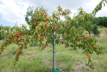 Jeune pêche aux fruits