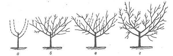 Formation d'une couronne en coupe