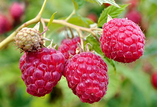 Framboises sur une branche