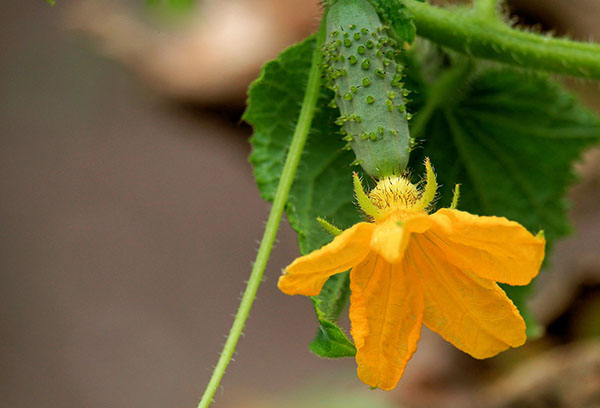 Concombre fleuri