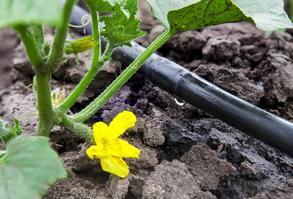 Irrigation goutte à goutte des concombres