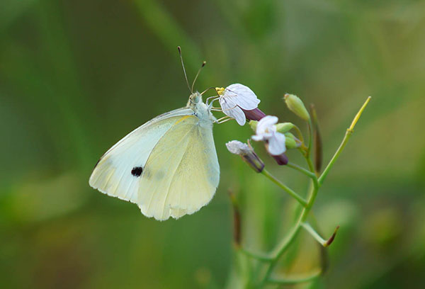 Papillon blanc de navet