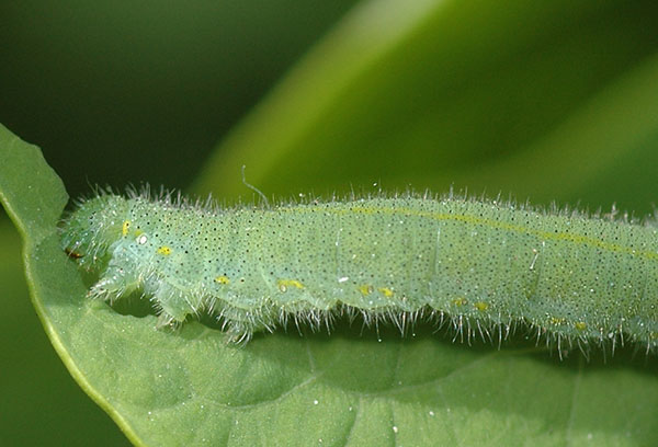 Chenille blanche de navet