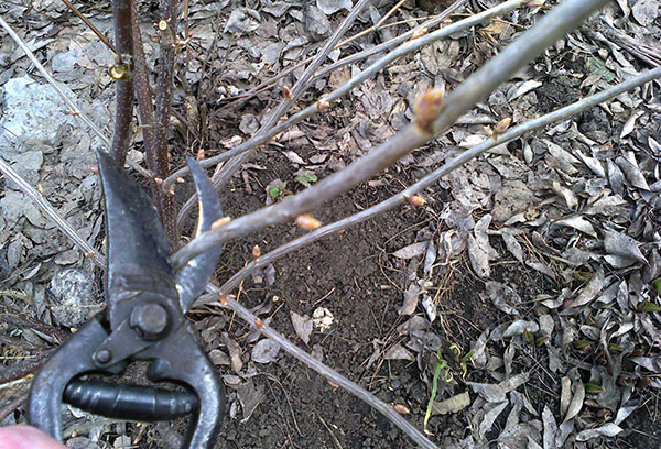 Taille des raisins de Corinthe en automne